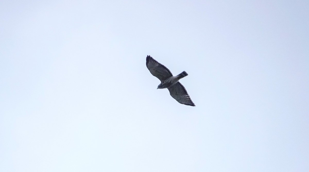 Broad-winged Hawk - ML619237222