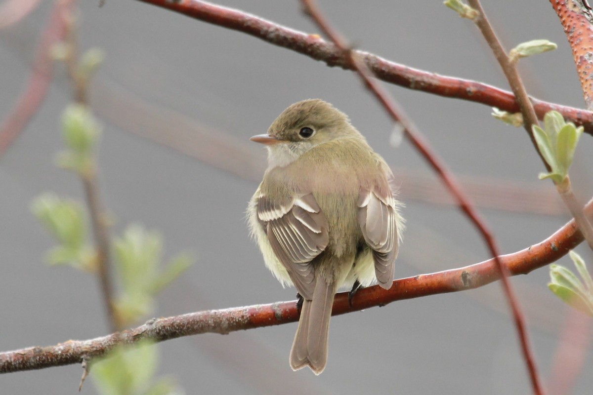 Empidonax sp. - Geoffrey Urwin