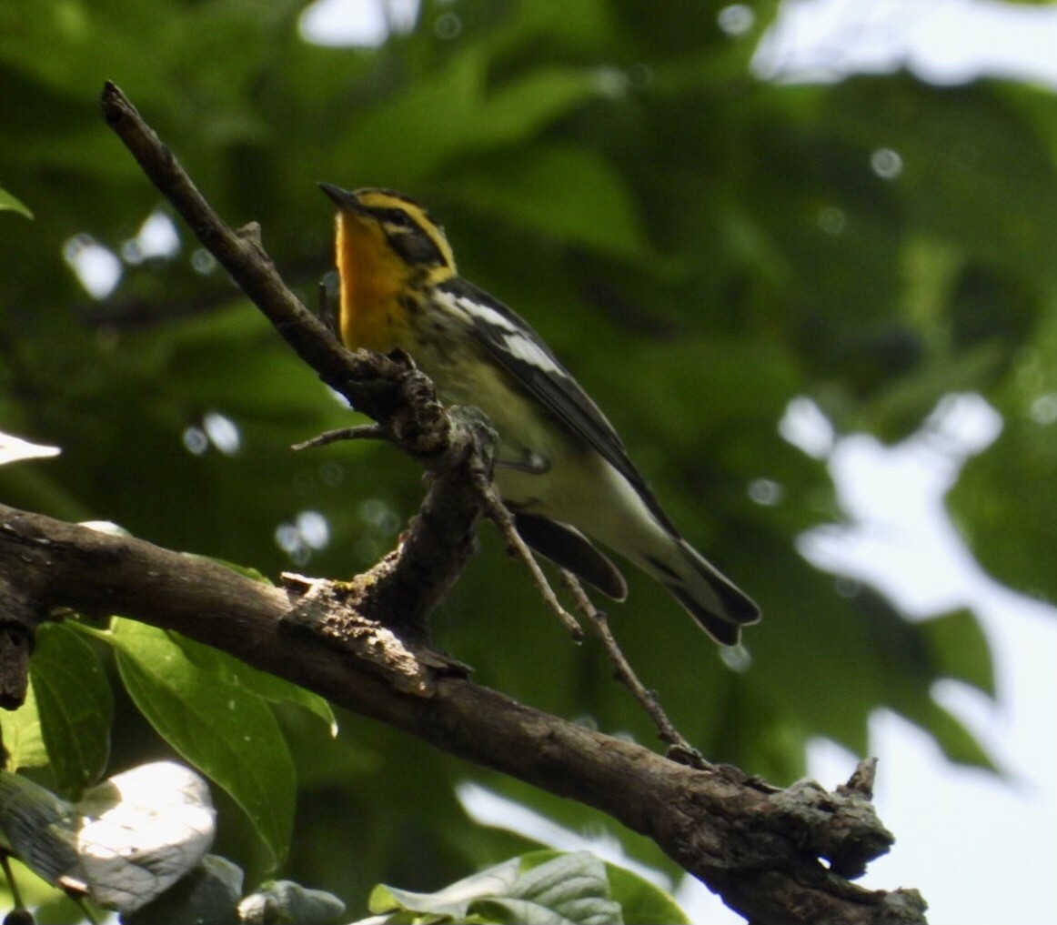 Blackburnian Warbler - Leo  Costello