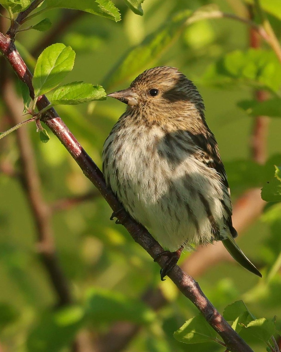 Pine Siskin - Jan Albers