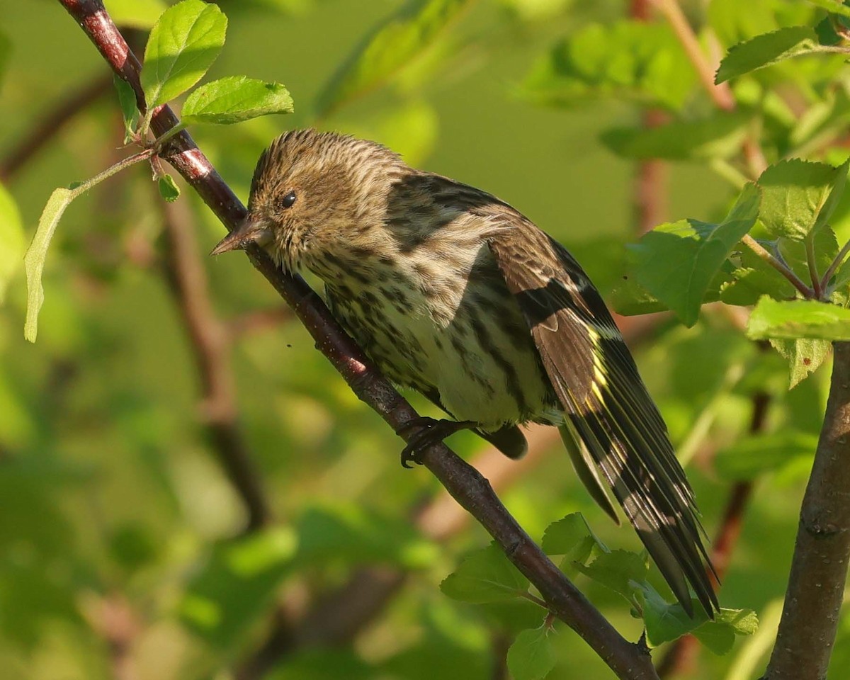 Pine Siskin - Jan Albers