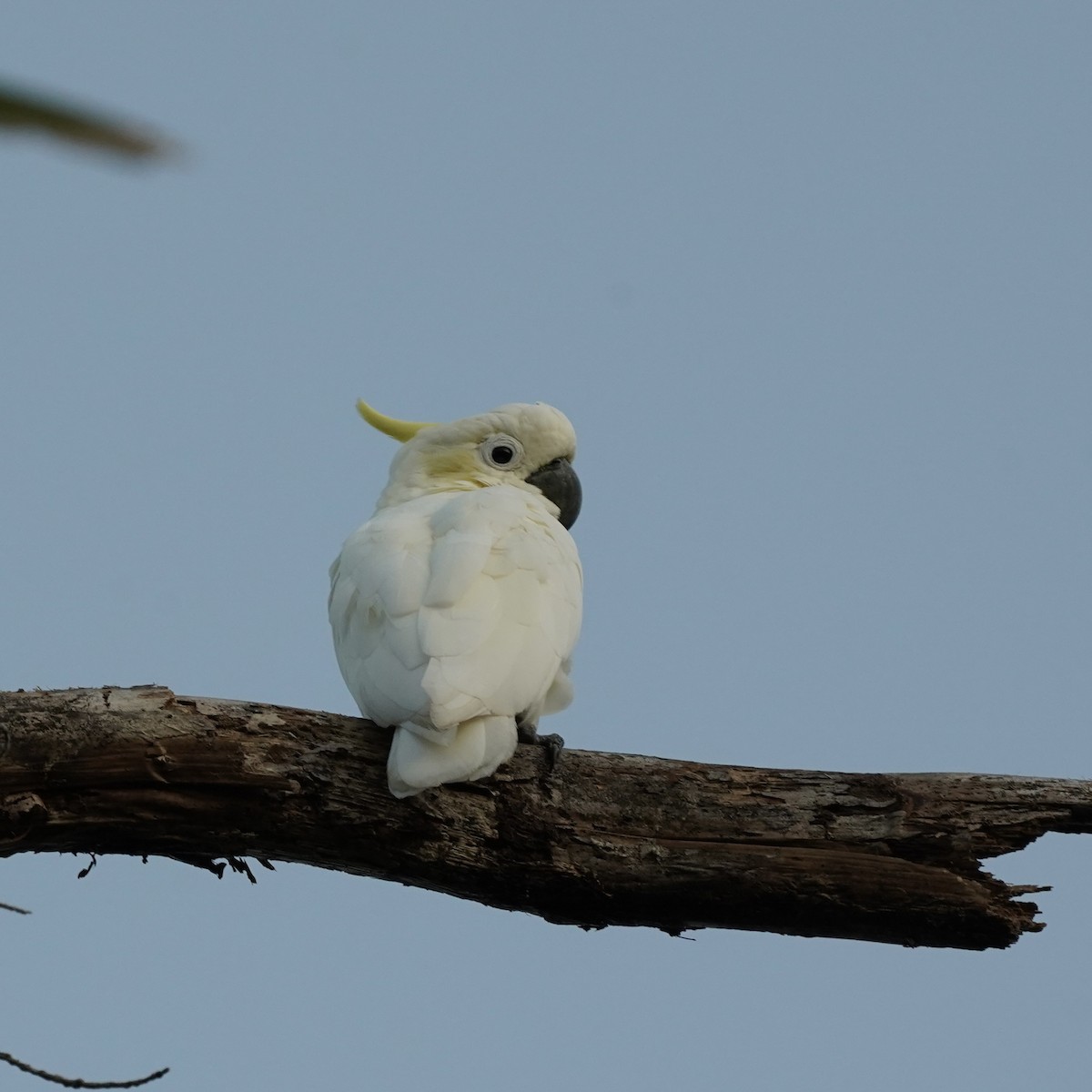 Yellow-crested Cockatoo - Simon Thornhill