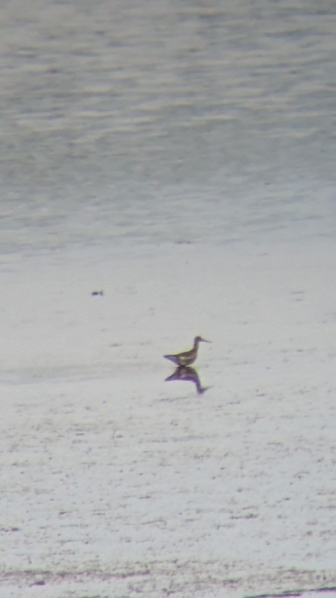 Greater Yellowlegs - ML619237240