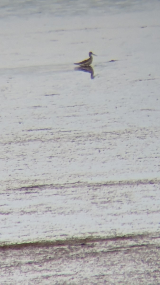 Greater Yellowlegs - ML619237243