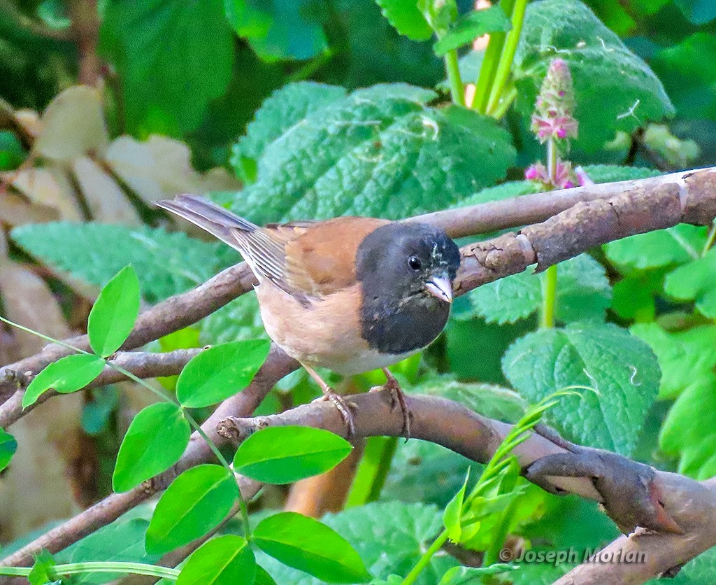 Dark-eyed Junco (Oregon) - Joseph Morlan