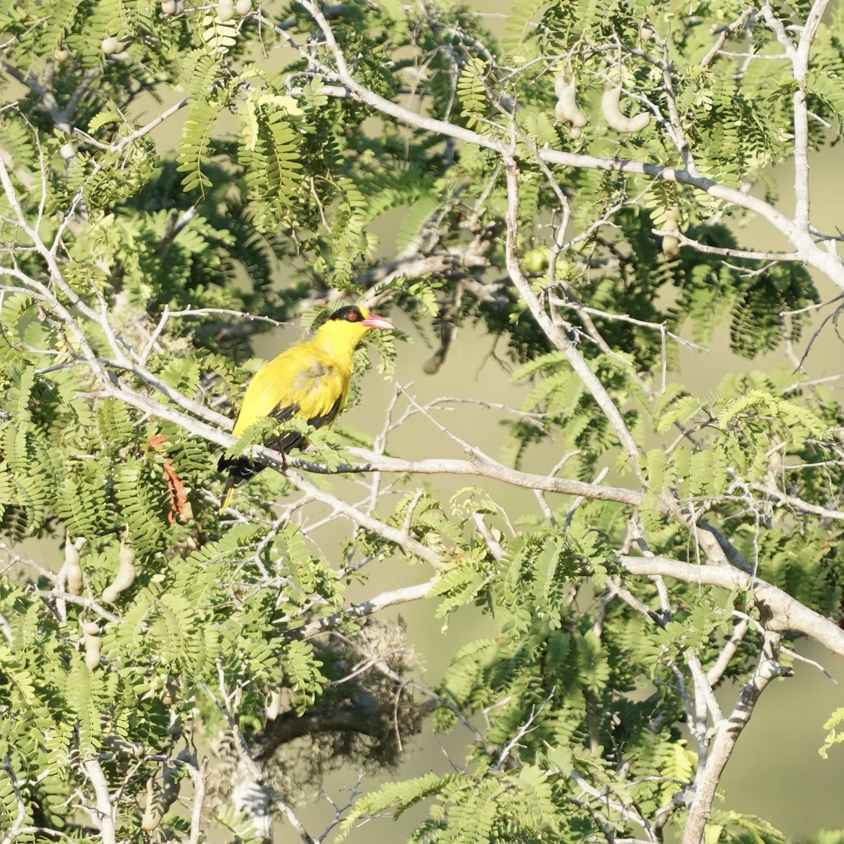 Black-naped Oriole (Tenggara) - Simon Thornhill