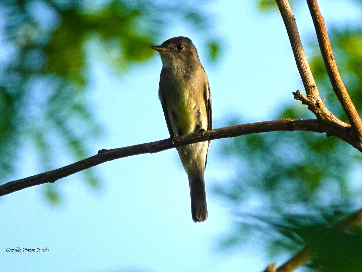 Western Wood-Pewee - ML619237255