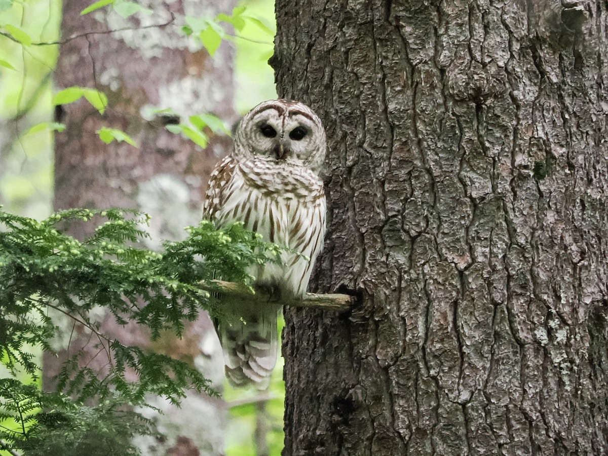 Barred Owl - ML619237265