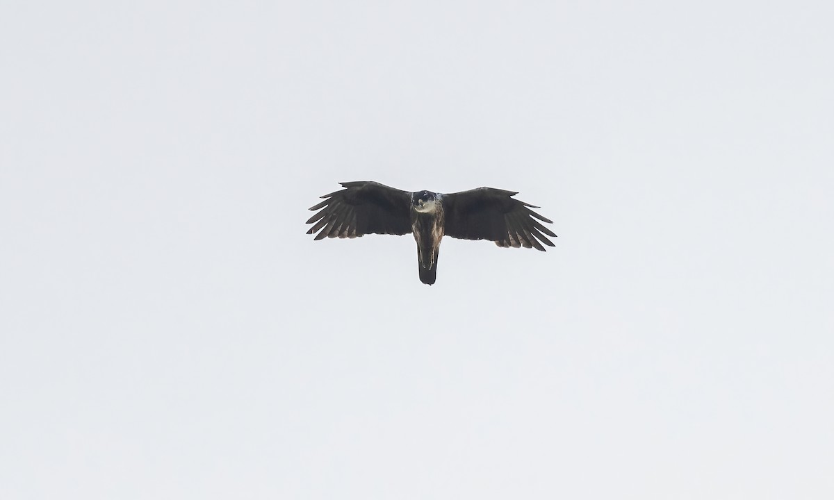 Rufous-bellied Eagle - ML619237273