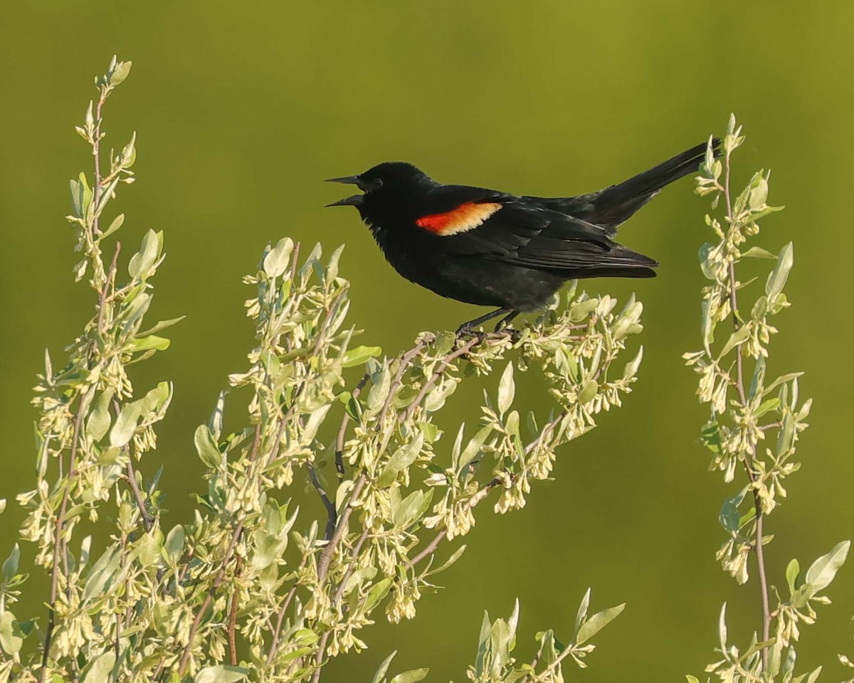 Red-winged Blackbird - Jan Albers