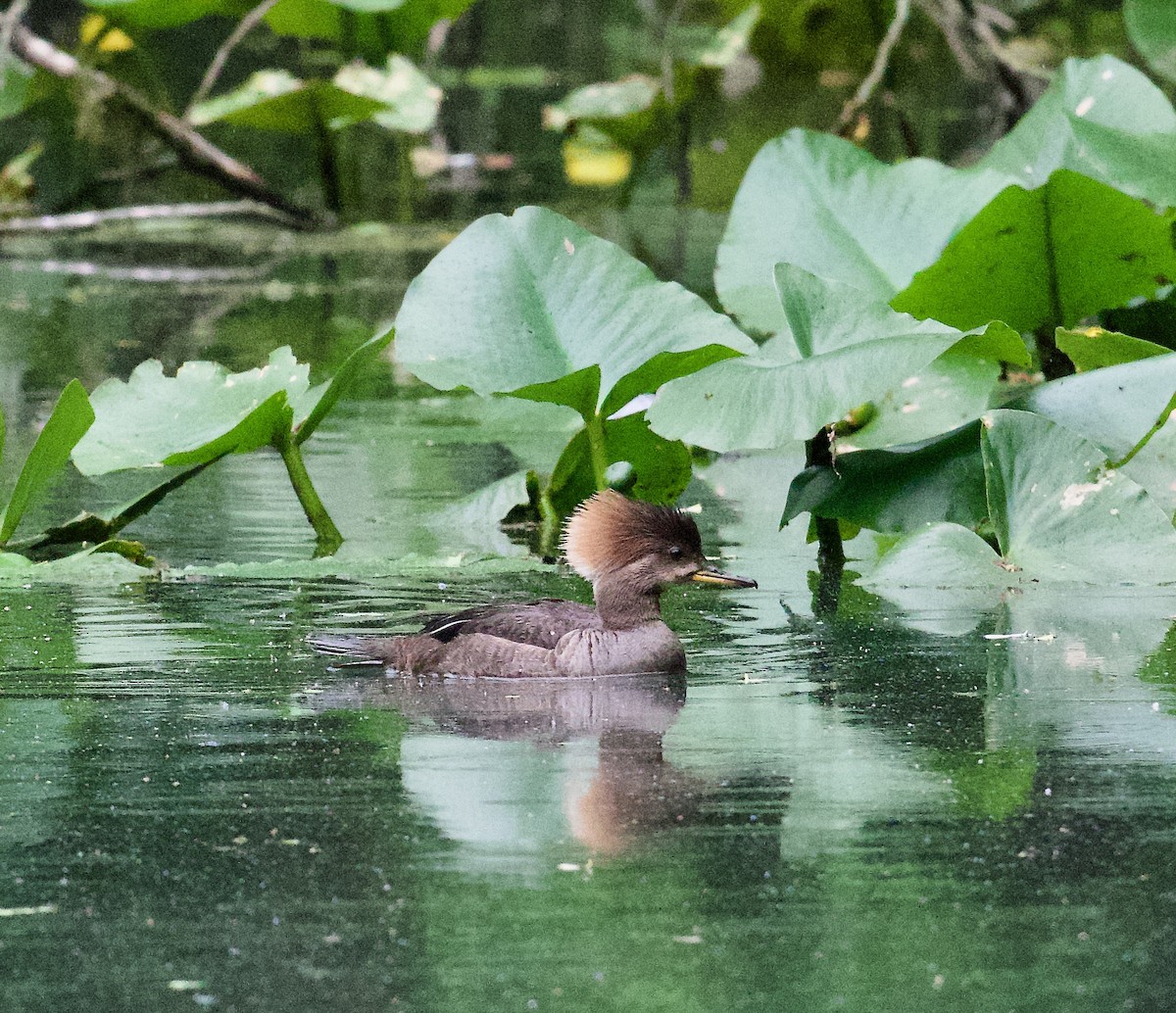 Hooded Merganser - Danny Wyatt