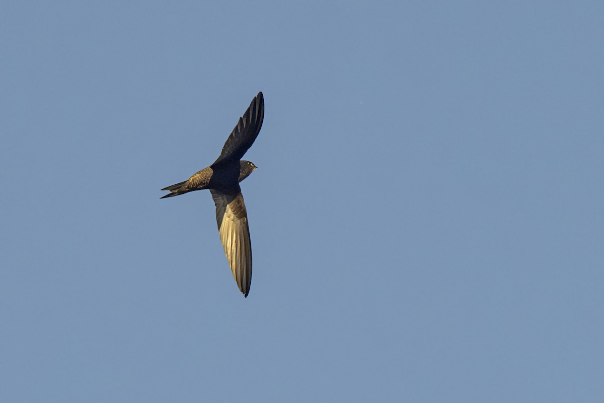 Common Swift - ML619237299