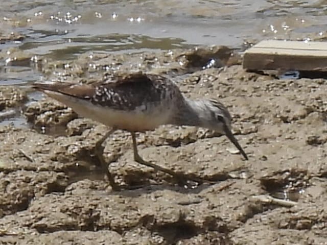 Wood Sandpiper - ML619237302