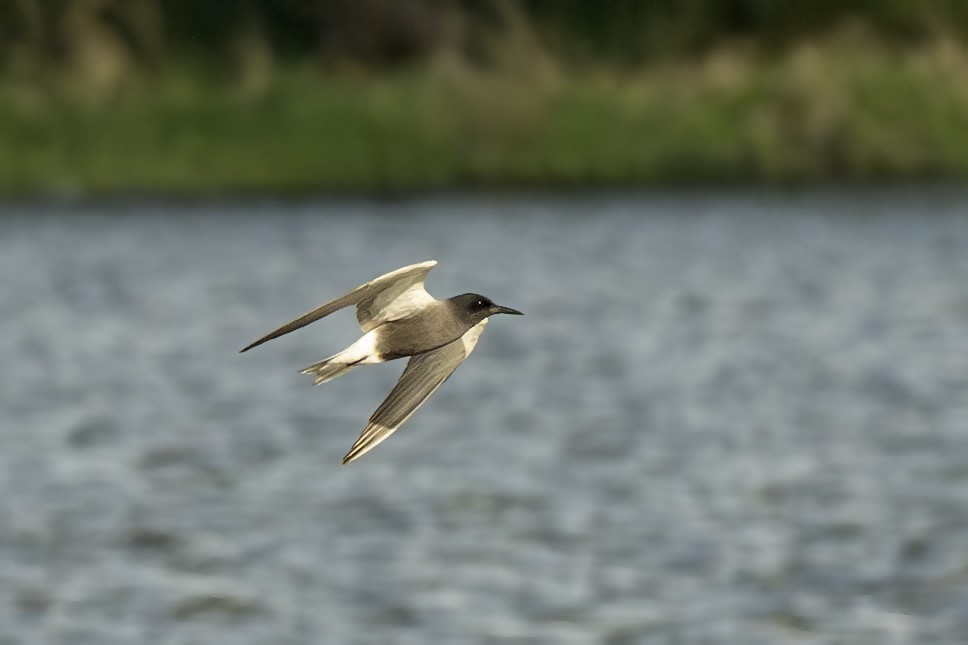 Black Tern - Radek Papranec