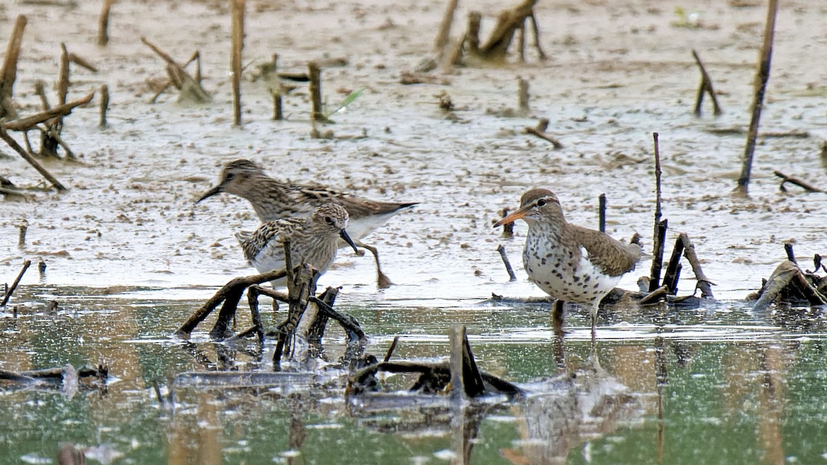 Spotted Sandpiper - ML619237320