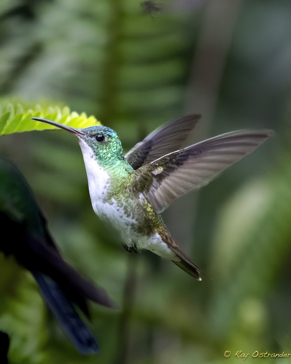 Andean Emerald - ML619237324