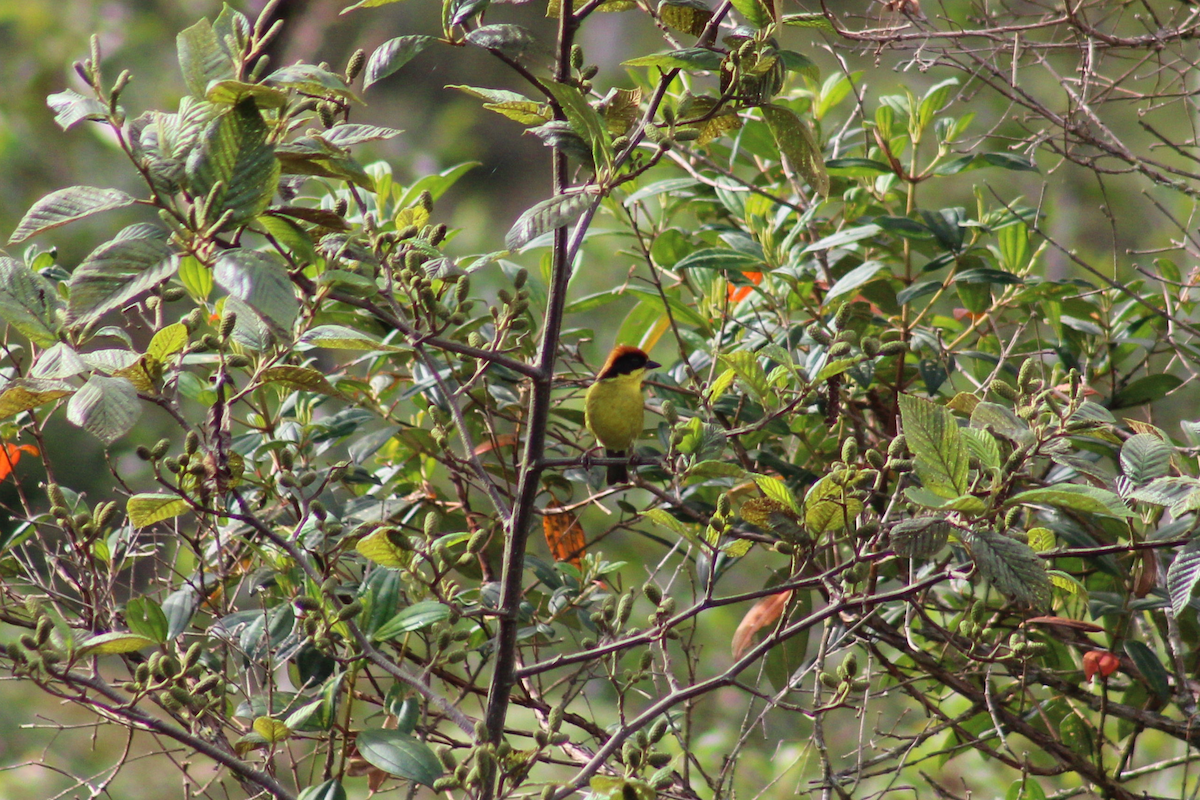 Yellow-breasted Brushfinch - Adrian Riascos