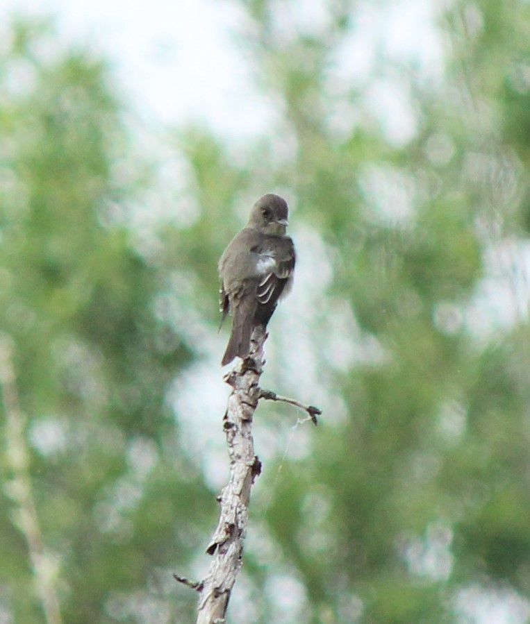 Western Wood-Pewee - ML619237328