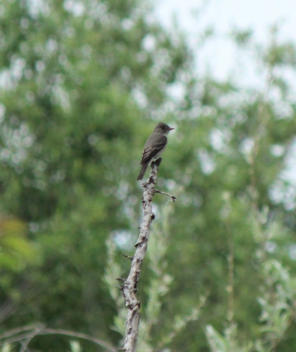 Western Wood-Pewee - ML619237329