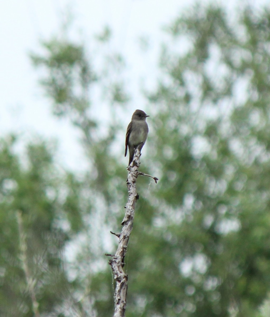 Western Wood-Pewee - ML619237330