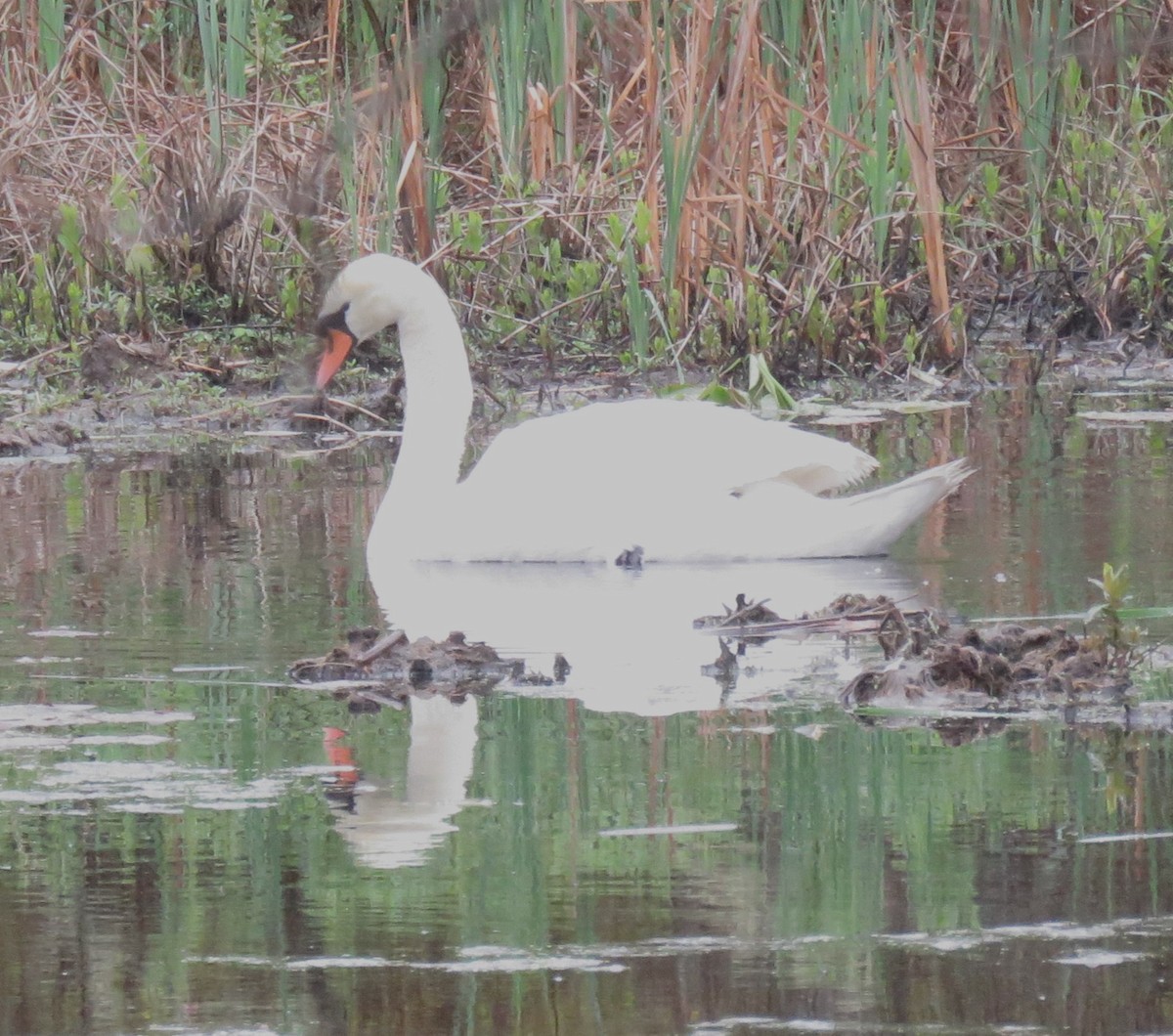 Mute Swan - ML619237340