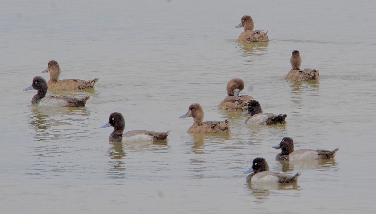 Lesser Scaup - Ioa Byrne