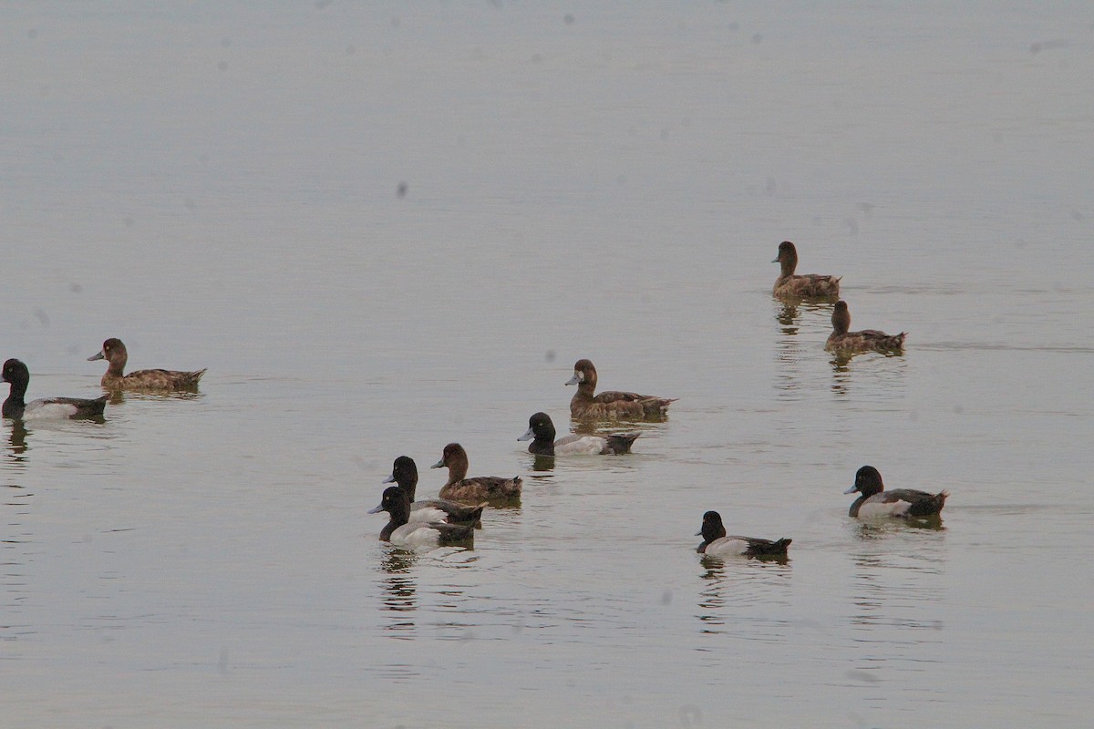 Lesser Scaup - Ioa Byrne