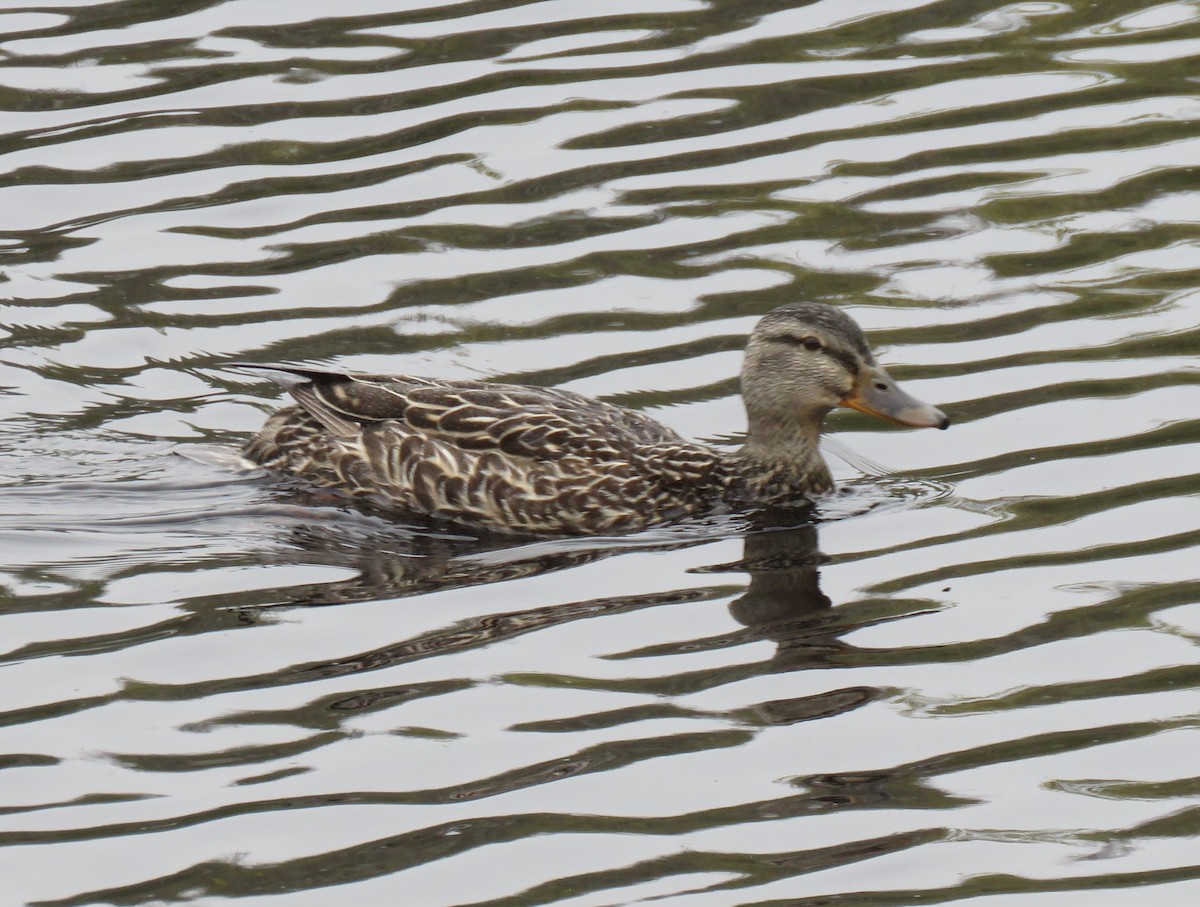 Mallard - Roger Debenham