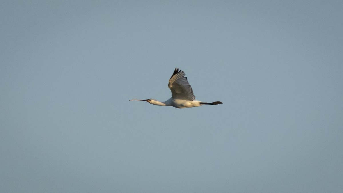 Eurasian Spoonbill - ML619237350