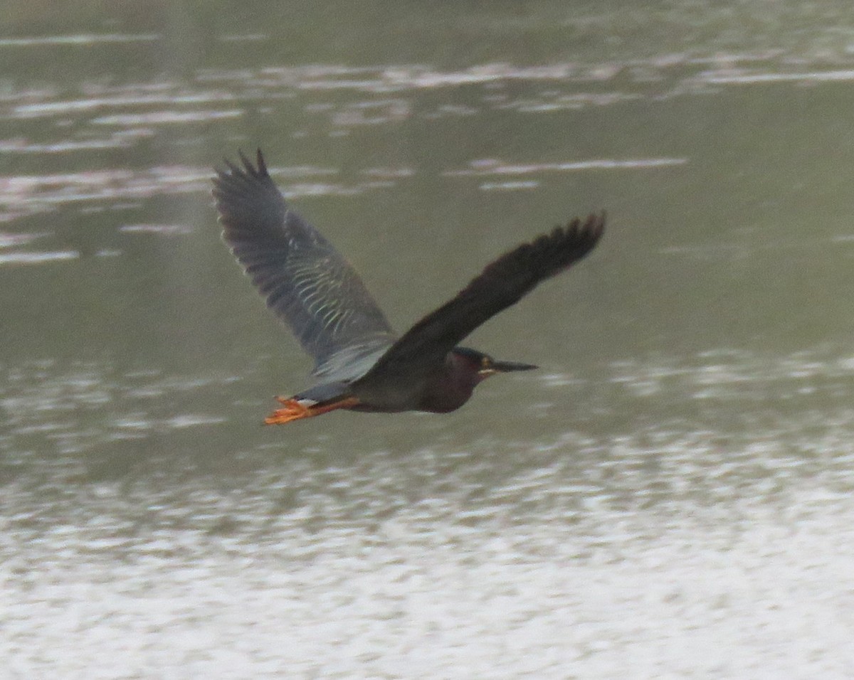 Green Heron - Roger Debenham