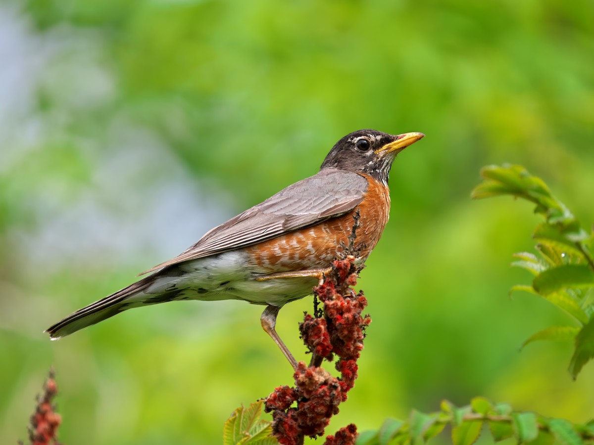 American Robin - ML619237356