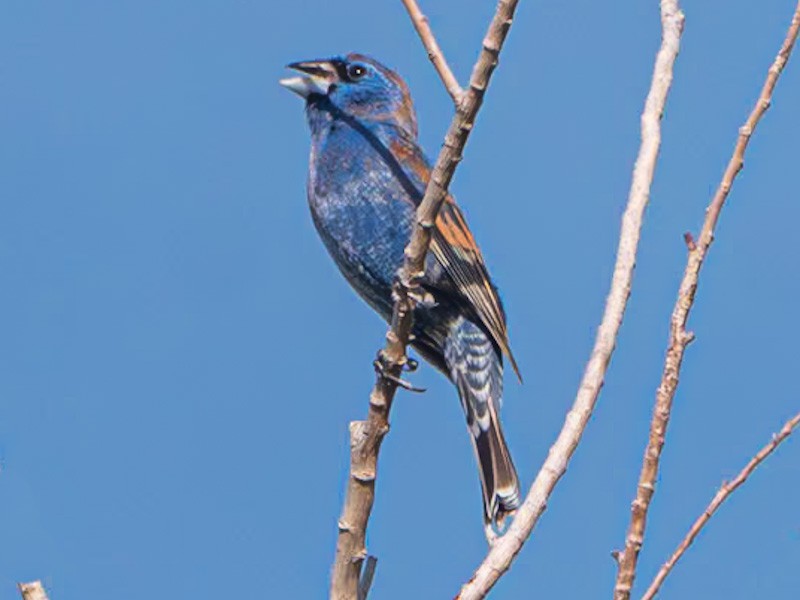 Blue Grosbeak - Kurt Buzard