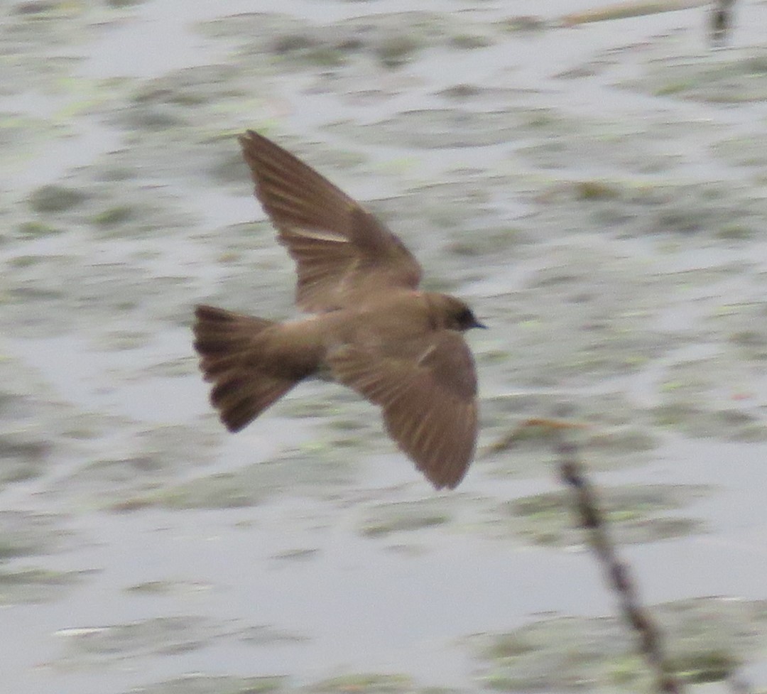 Northern Rough-winged Swallow - Roger Debenham