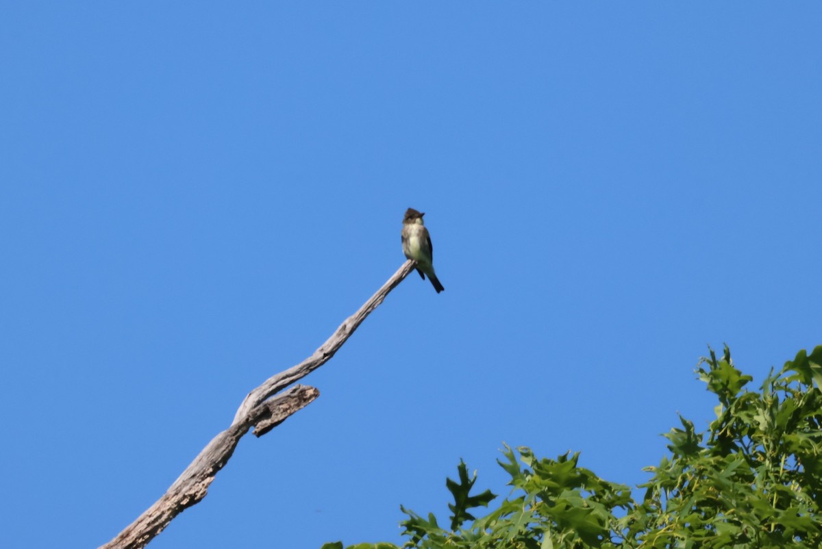 Olive-sided Flycatcher - ML619237368