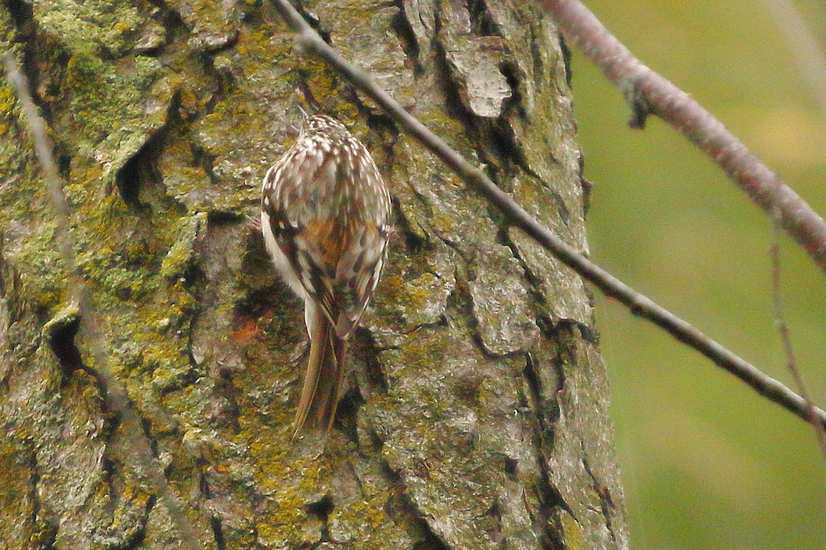 Brown Creeper - Christopher Escott