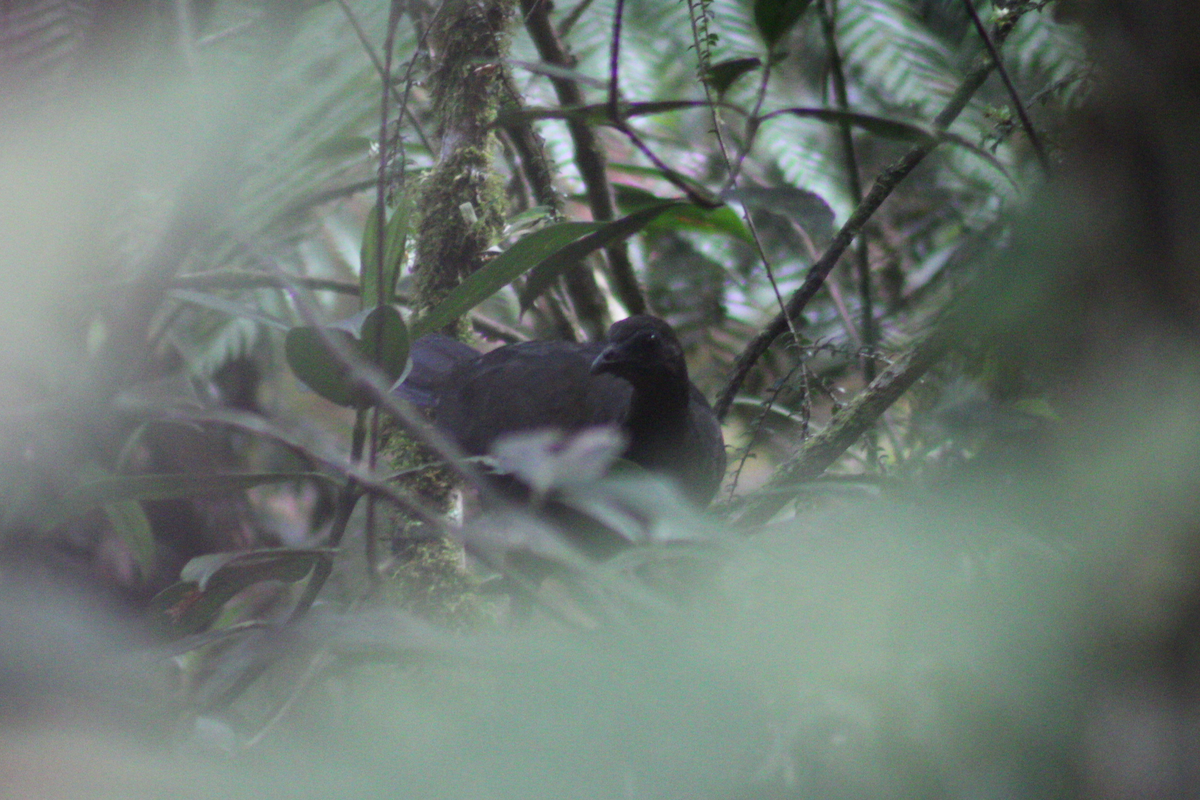 Black Tinamou - Adrian Riascos