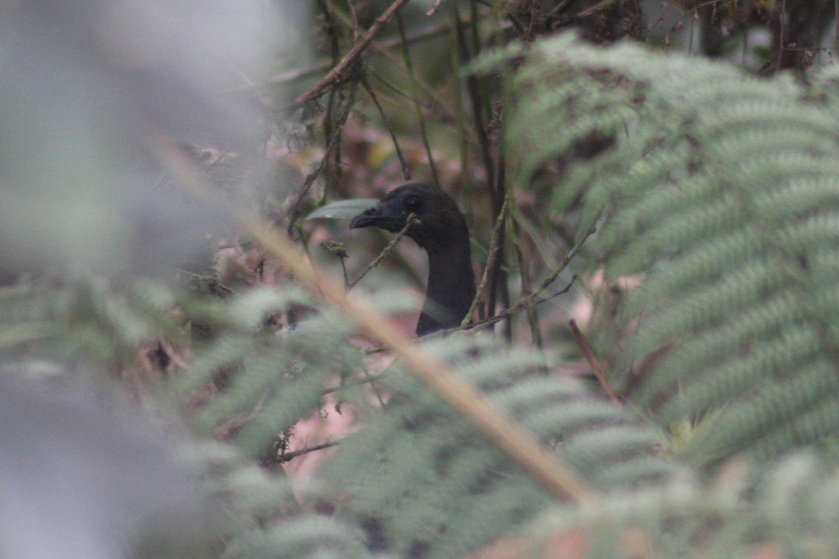 Black Tinamou - Adrian Riascos