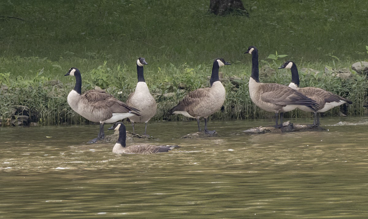 Canada Goose - Iris Kilpatrick