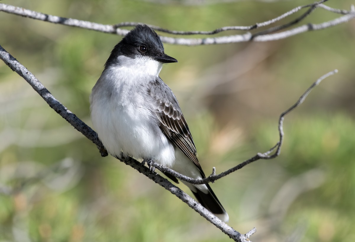 Eastern Kingbird - ML619237395