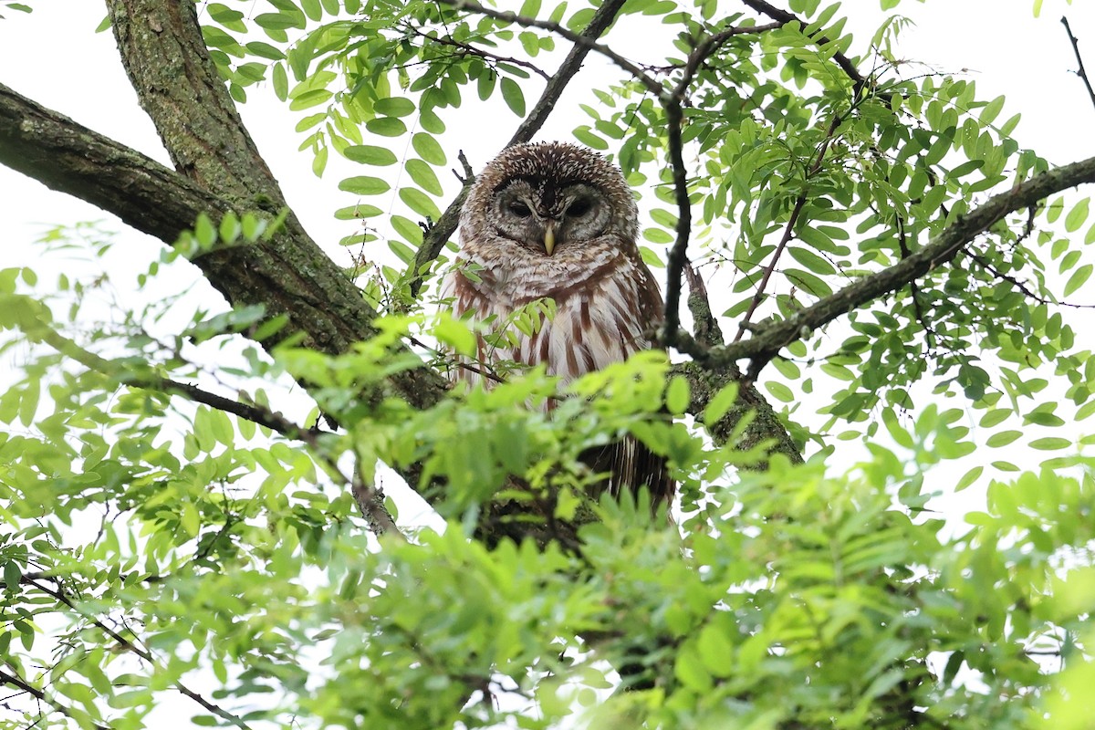 Barred Owl - Yiming Qiu