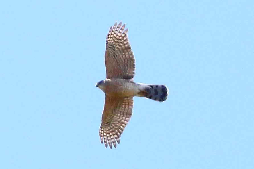 Cooper's Hawk - Christopher Escott