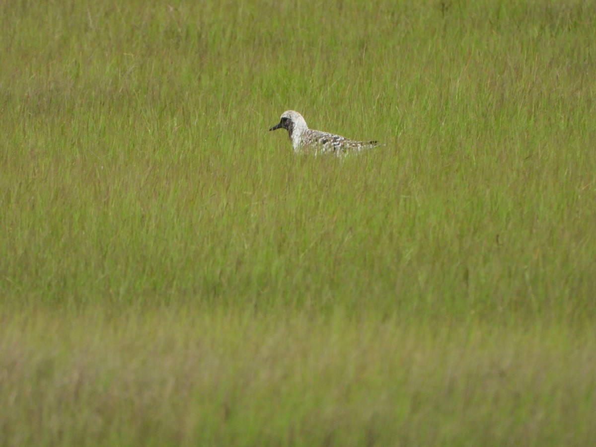 Black-bellied Plover - Mandy Gibson