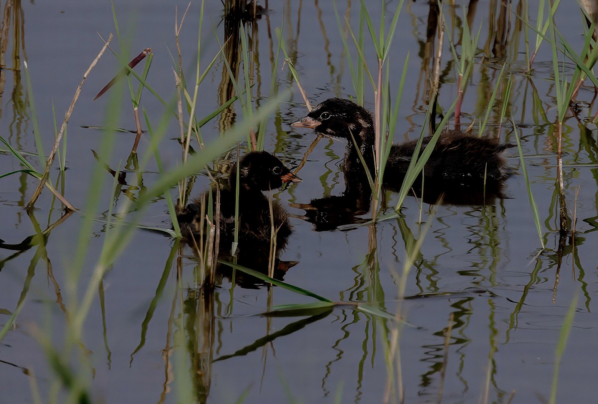 Little Grebe - Merav Rozen