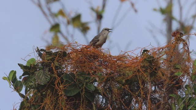 Tropical Mockingbird - ML619237461