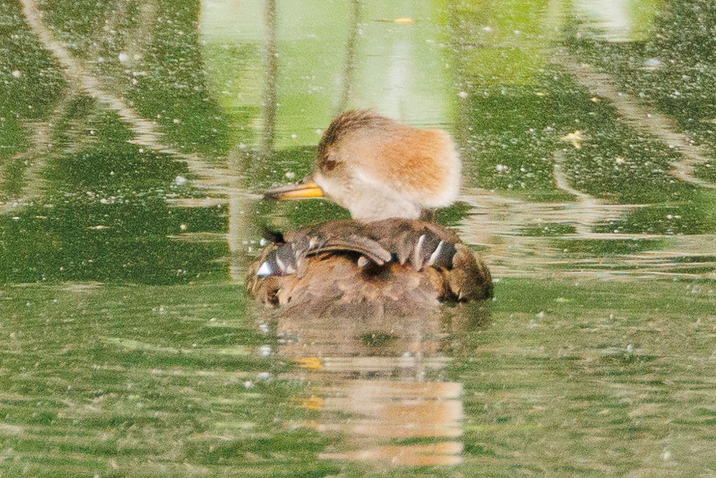 Hooded Merganser - Rusty H