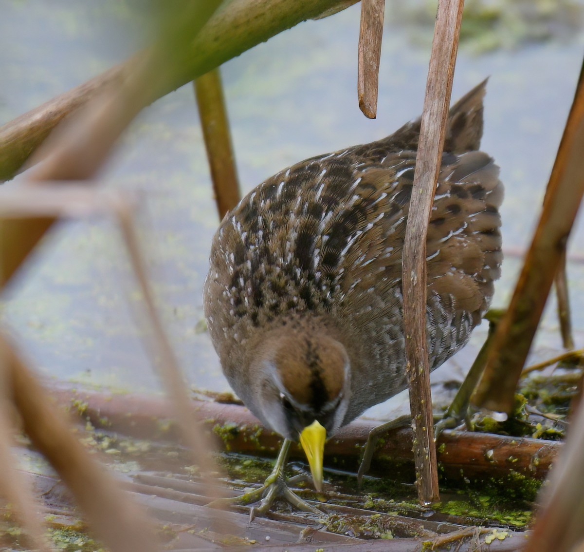 Sora - France Carbonneau