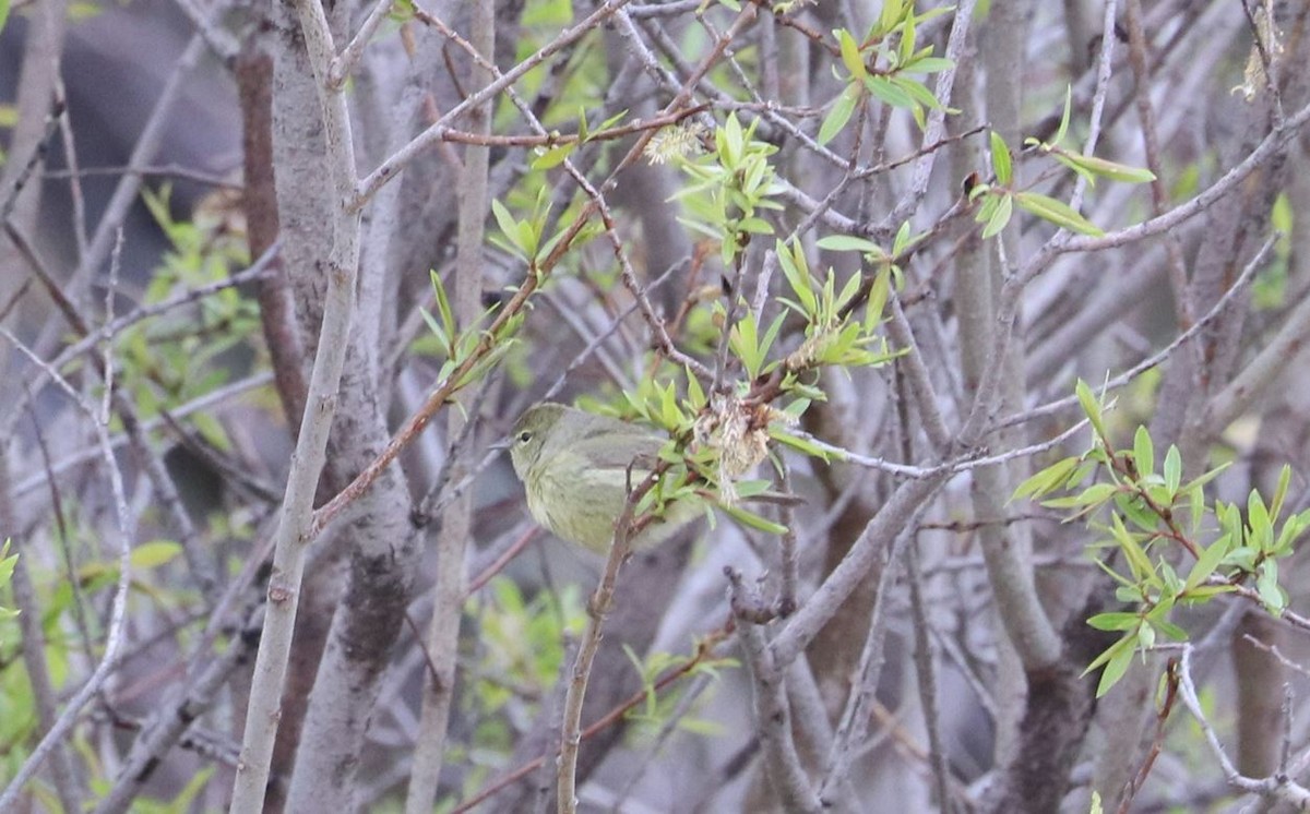 Orange-crowned Warbler - Aaron Hywarren