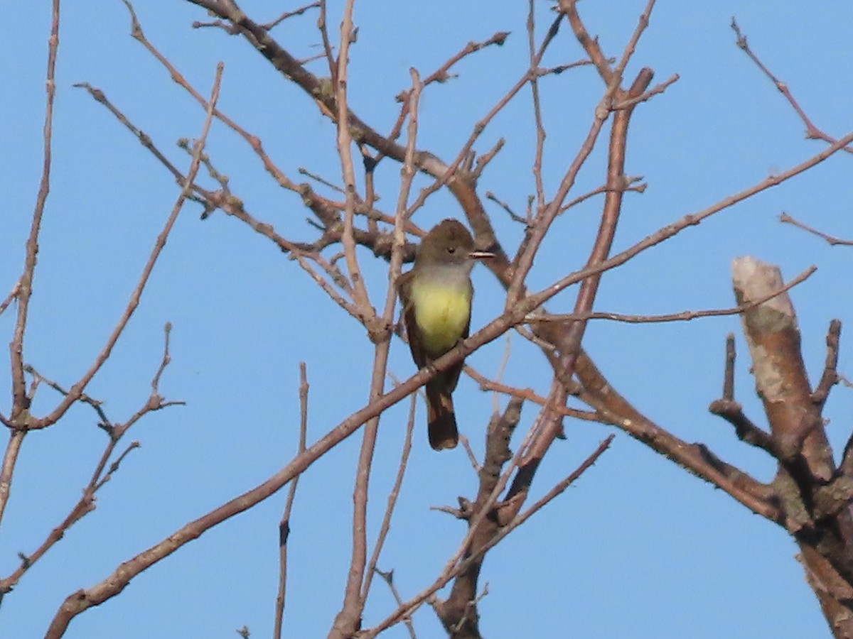 Great Crested Flycatcher - Dick Zerger