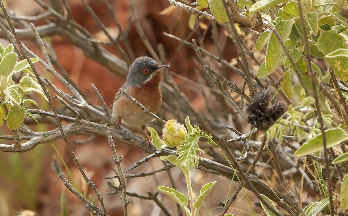 Eastern Subalpine Warbler - ML619237479