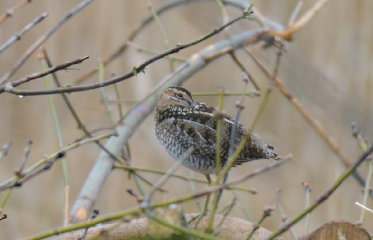 Wilson's Snipe - France Carbonneau